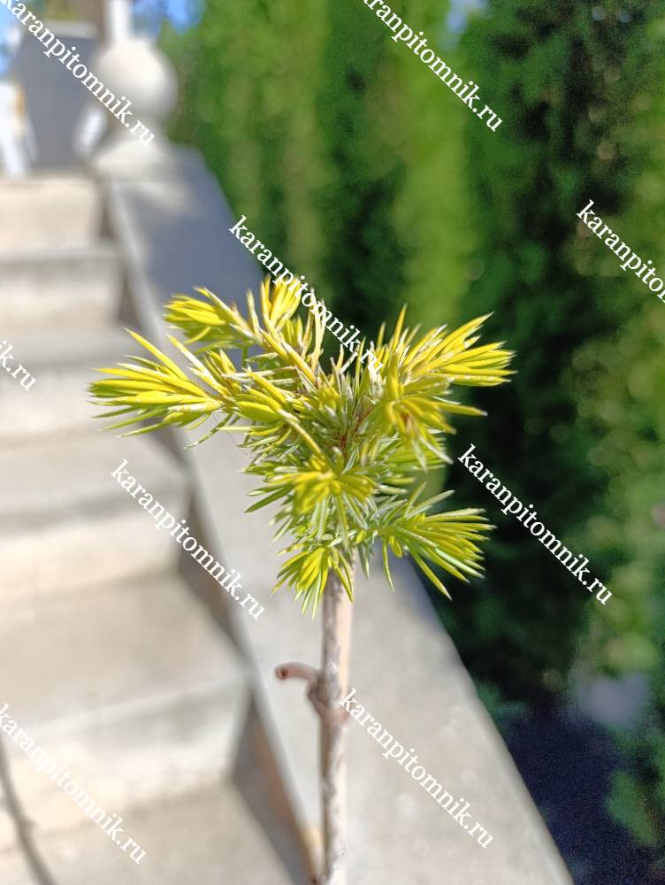 фото Можжевельник прибрежный Ол Голд (штамб Ра60) Можжевельник прибрежный Ол Голд (штамб Ра60) фото